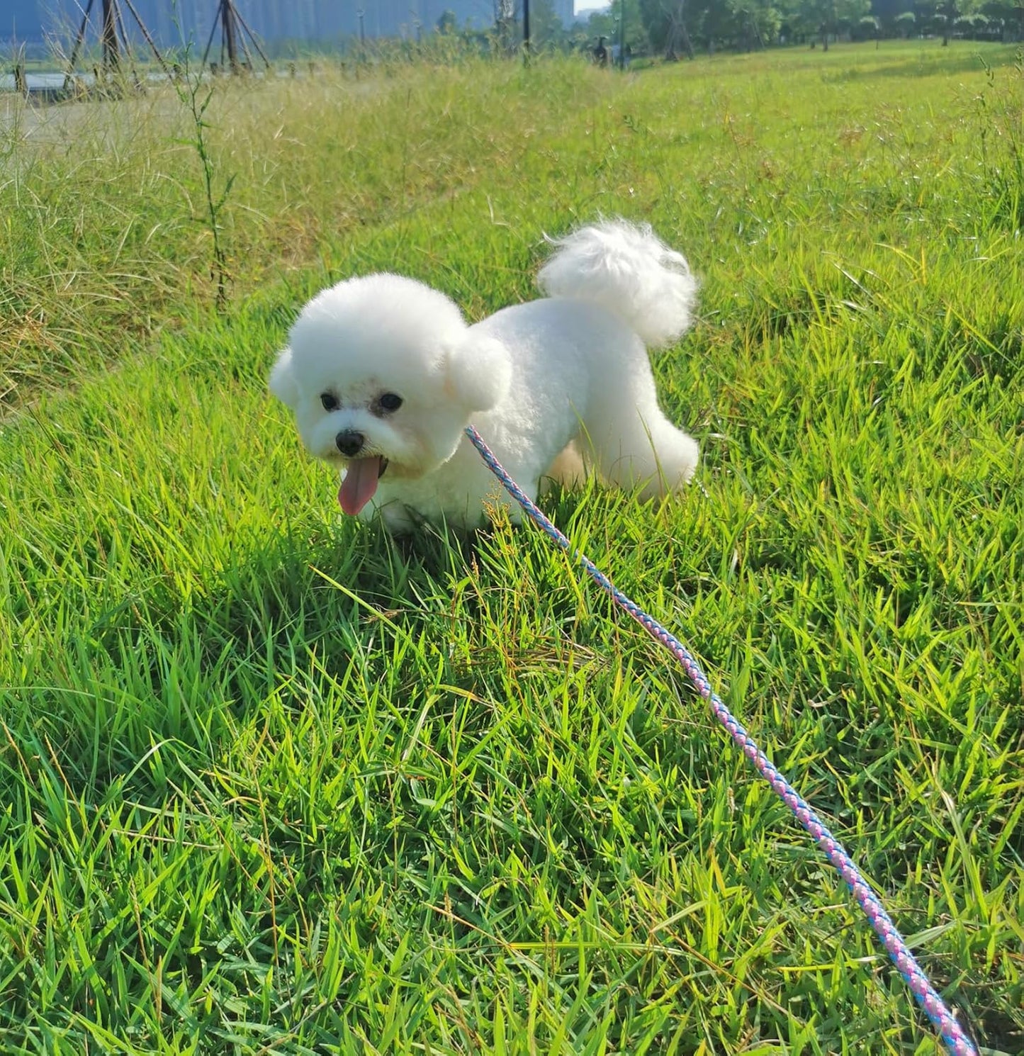 [Durable & Tangle-Free] Pink & Blue Braided Nylon Dog Leash – Soft Handle and Metal Swivel Hook for Small and Medium Dogs